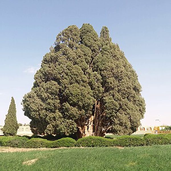 سرو ابرکوه